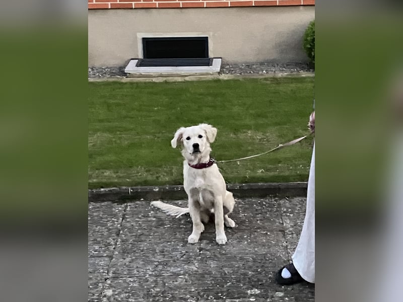 Wunderschöne Goldene Retriever Hündin - 6 Monate