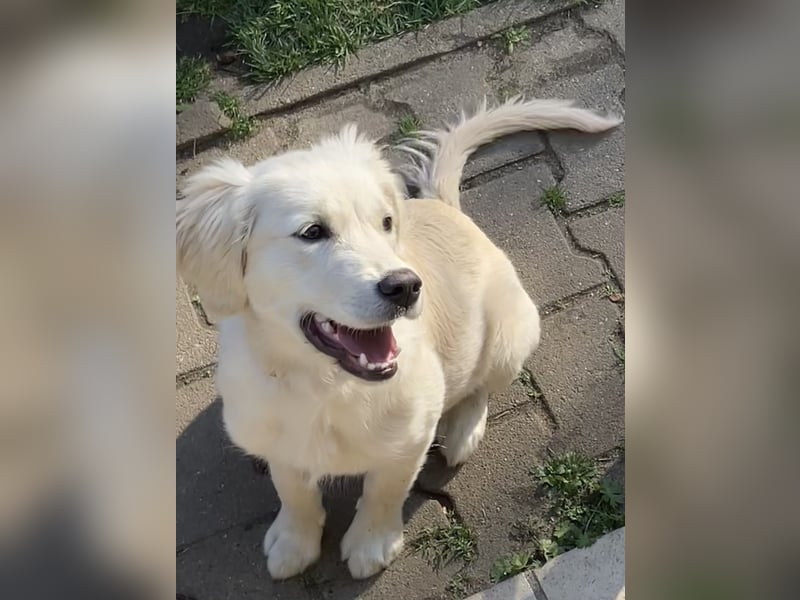 Wunderschöne Goldene Retriever Hündin - 6 Monate