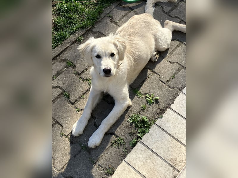 Wunderschöne Goldene Retriever Hündin - 6 Monate