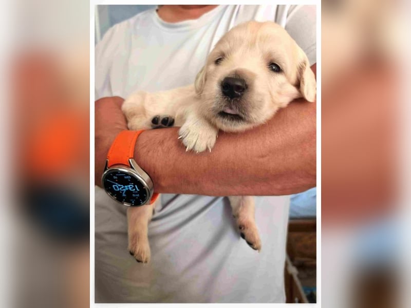 Golden Retriever Welpen m.P.