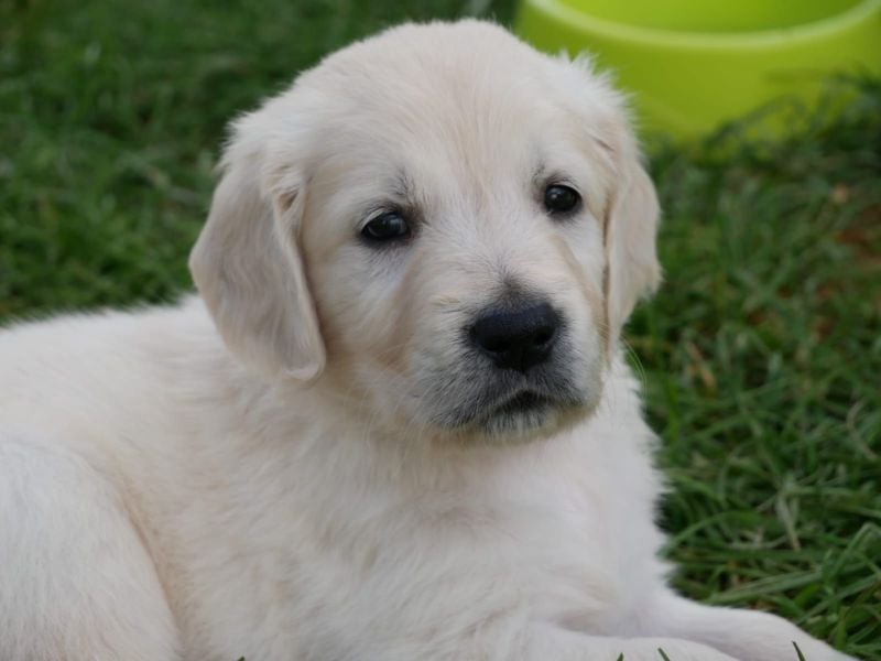 Golden Retriever Welpen m.P.