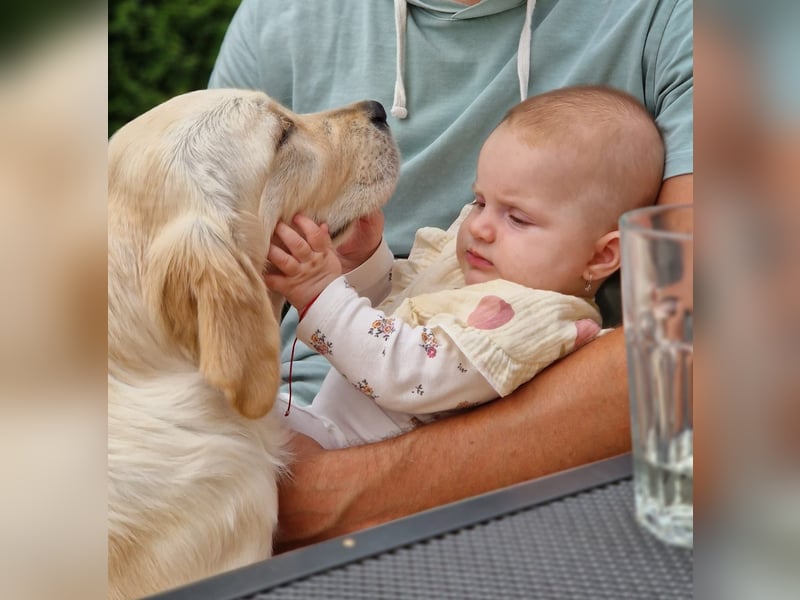 Golden retriever Prinzessin