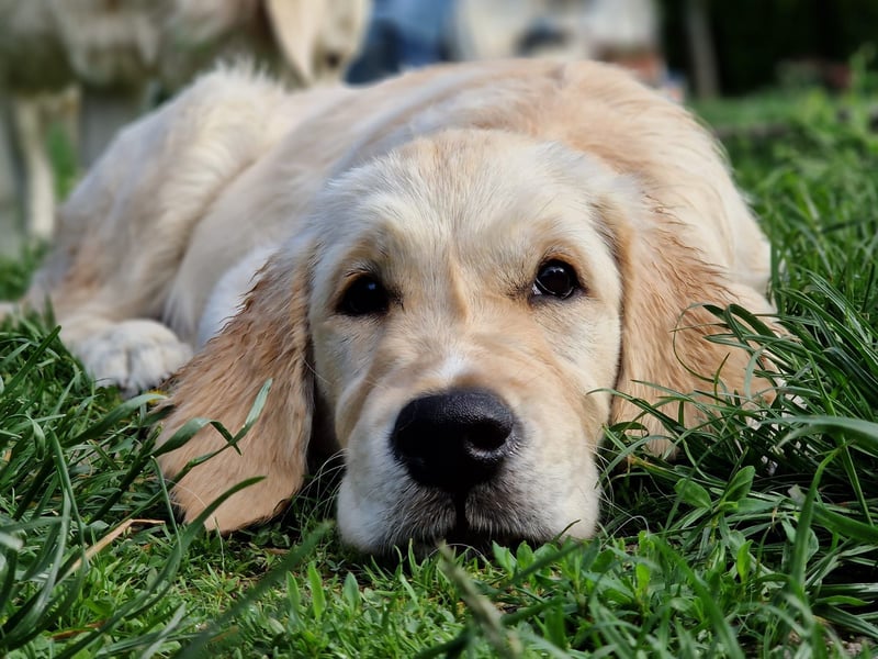 Golden retriever Prinzessin