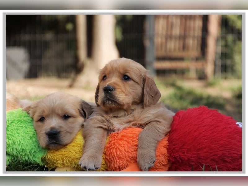 Golden Retriever Welpen vom Thüringer Wald
