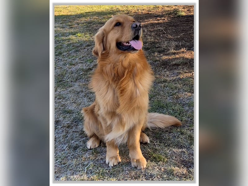 Golden Retriever Welpen vom Thüringer Wald