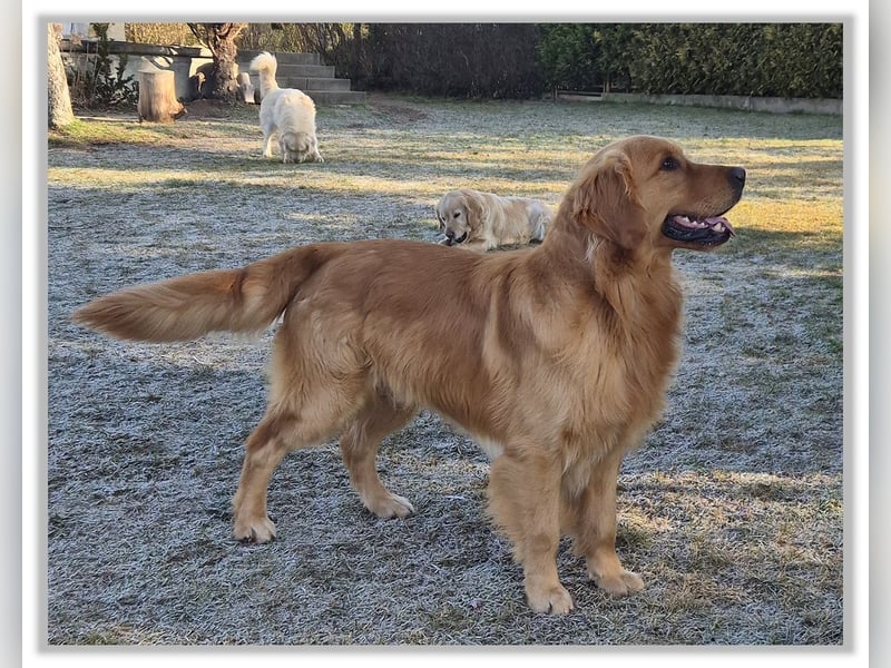 Golden Retriever Welpen vom Thüringer Wald