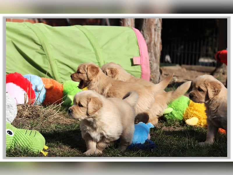 Golden Retriever Welpen vom Thüringer Wald
