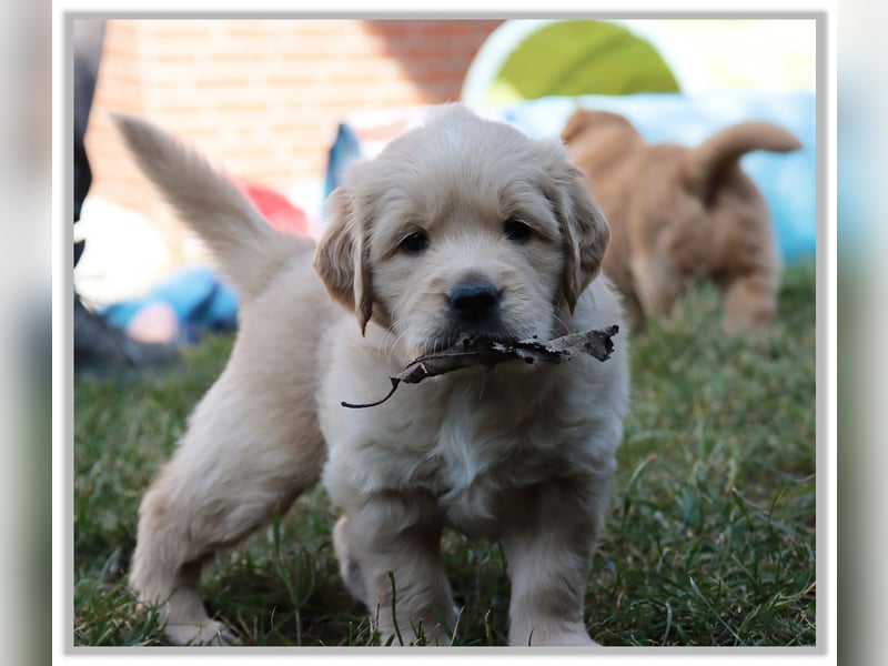 Golden Retriever Welpen vom Thüringer Wald