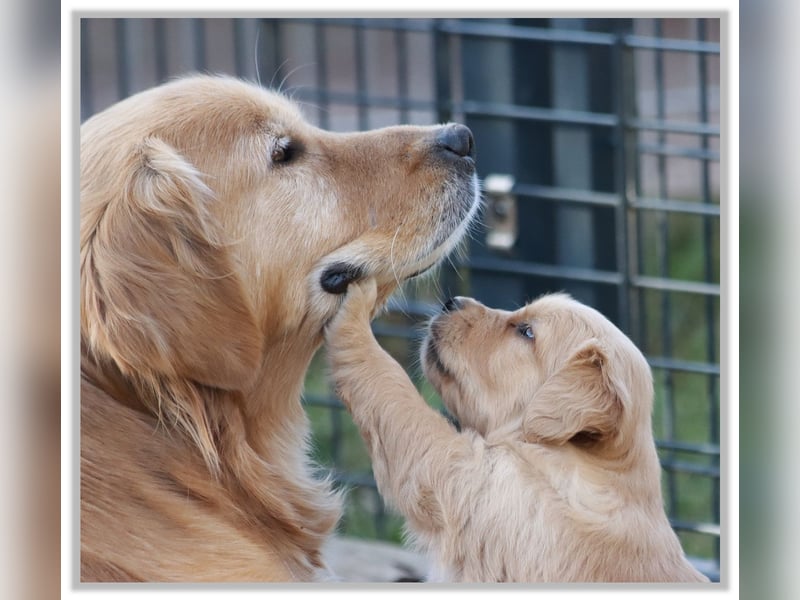 Golden Retriever Welpen vom Thüringer Wald
