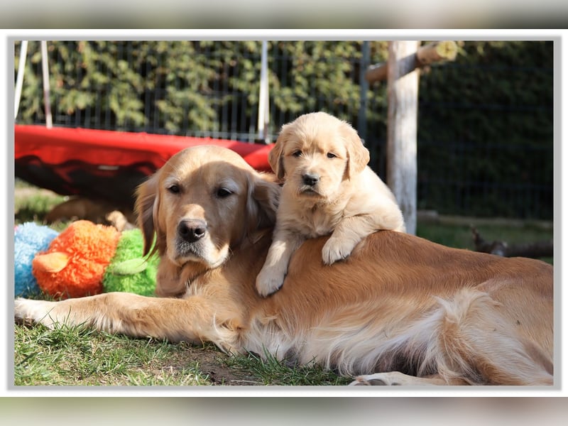 Golden Retriever Welpen vom Thüringer Wald