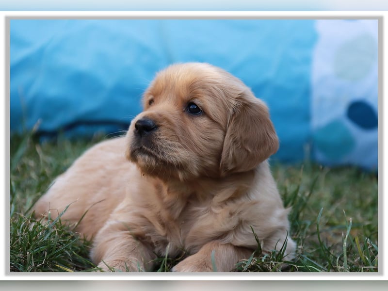 Golden Retriever Welpen vom Thüringer Wald