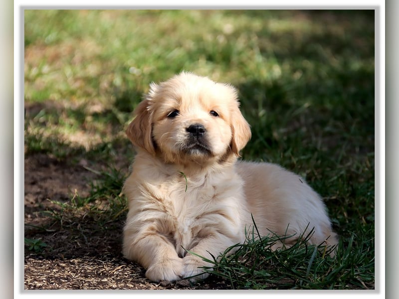 Golden Retriever Welpen vom Thüringer Wald