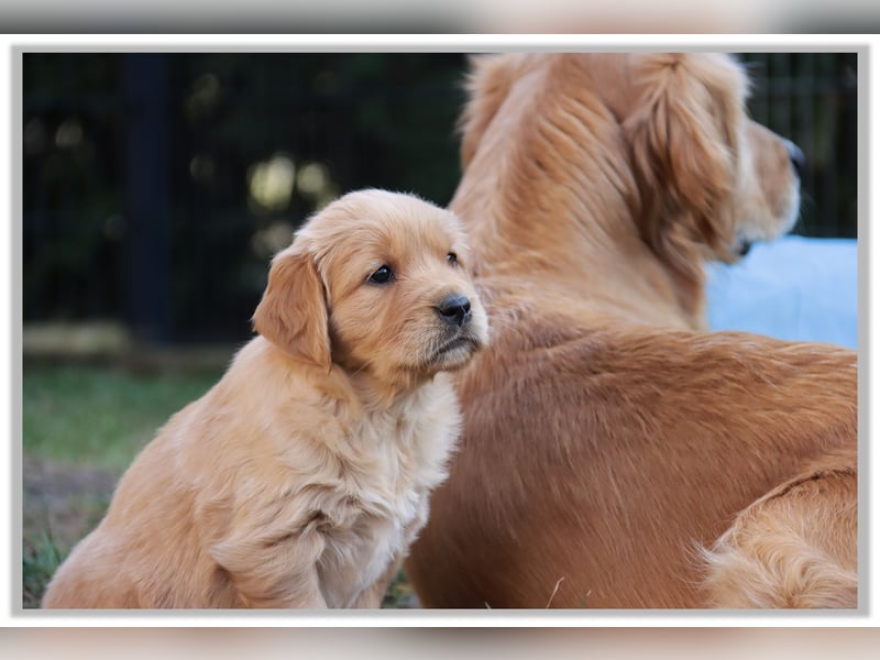 Golden Retriever Welpen vom Thüringer Wald