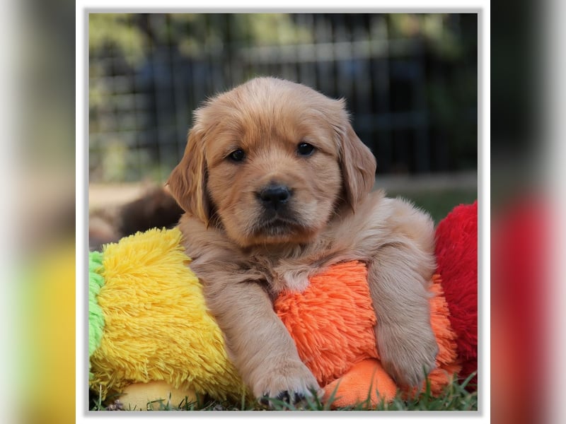 Golden Retriever Welpen vom Thüringer Wald