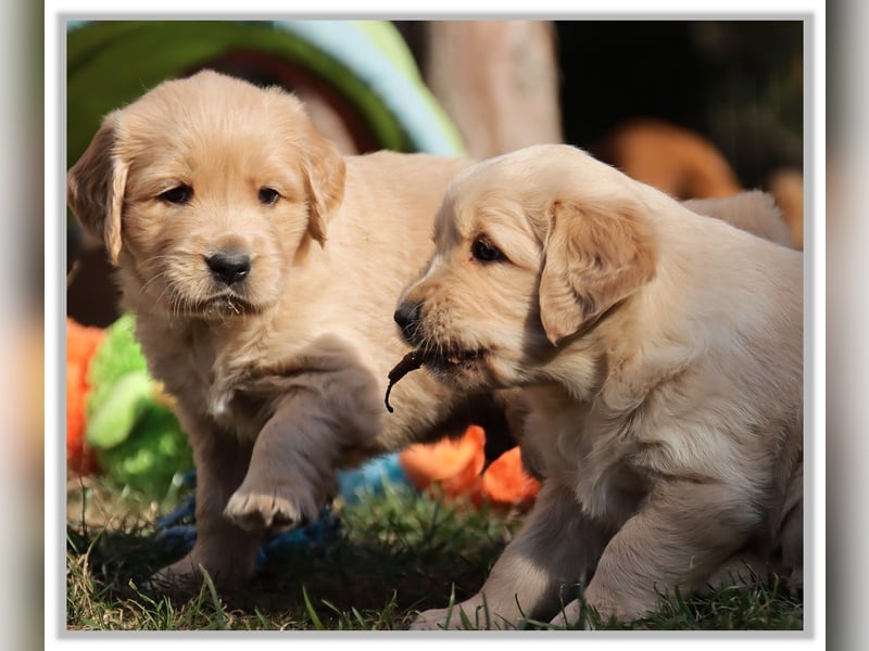 Golden Retriever Welpen vom Thüringer Wald