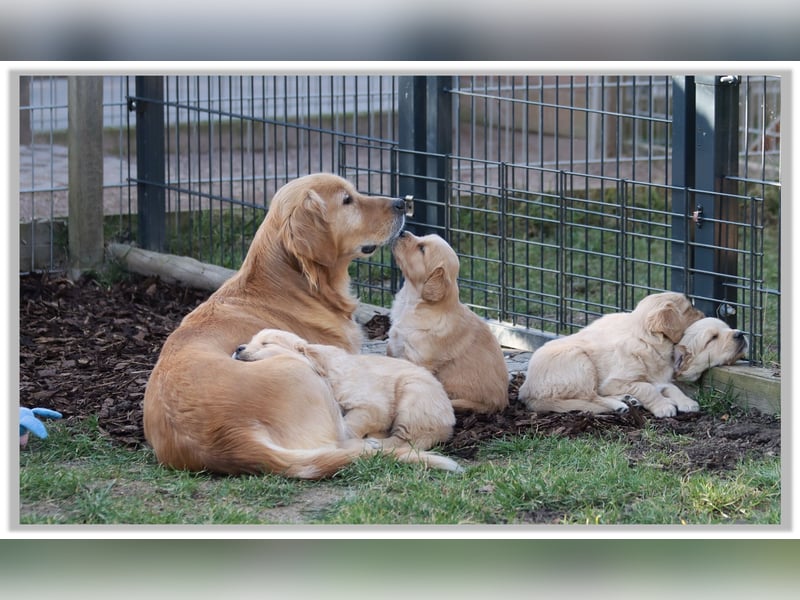 Golden Retriever Welpen vom Thüringer Wald