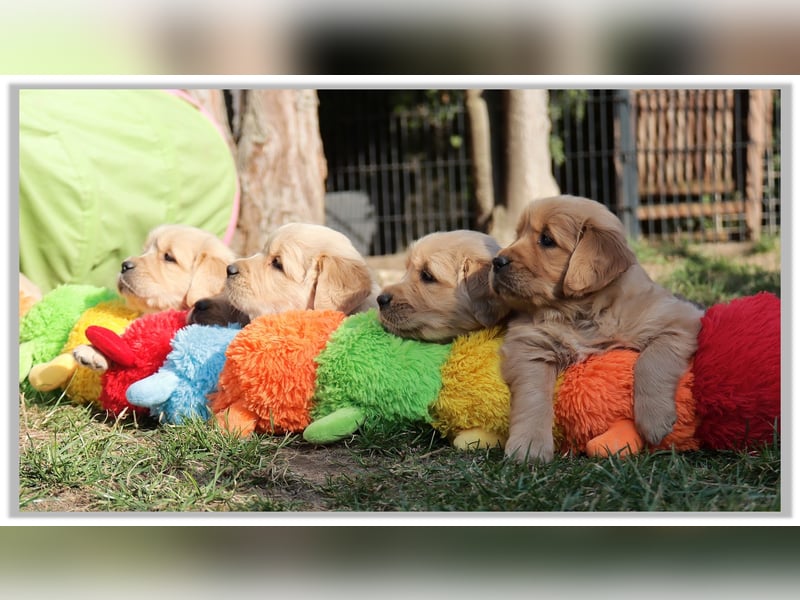 Golden Retriever Welpen vom Thüringer Wald