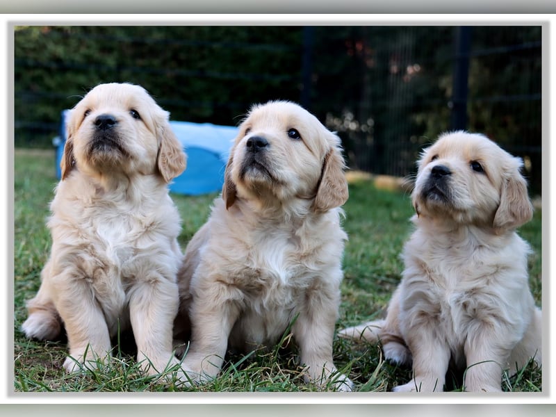 Golden Retriever Welpen vom Thüringer Wald
