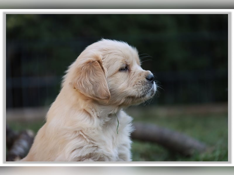 Golden Retriever Welpen vom Thüringer Wald