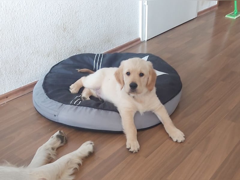 Reinrassige Golden Retriever Welpen creme/dark golden