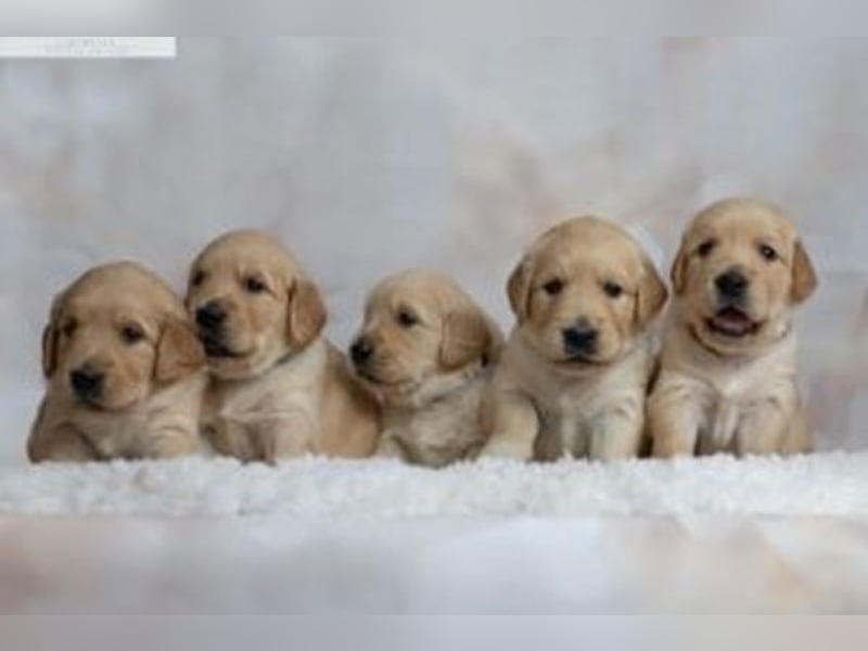 Liebenswerte Golden Retriever Hündin *Welpe* sucht noch eine liebevolle Familie