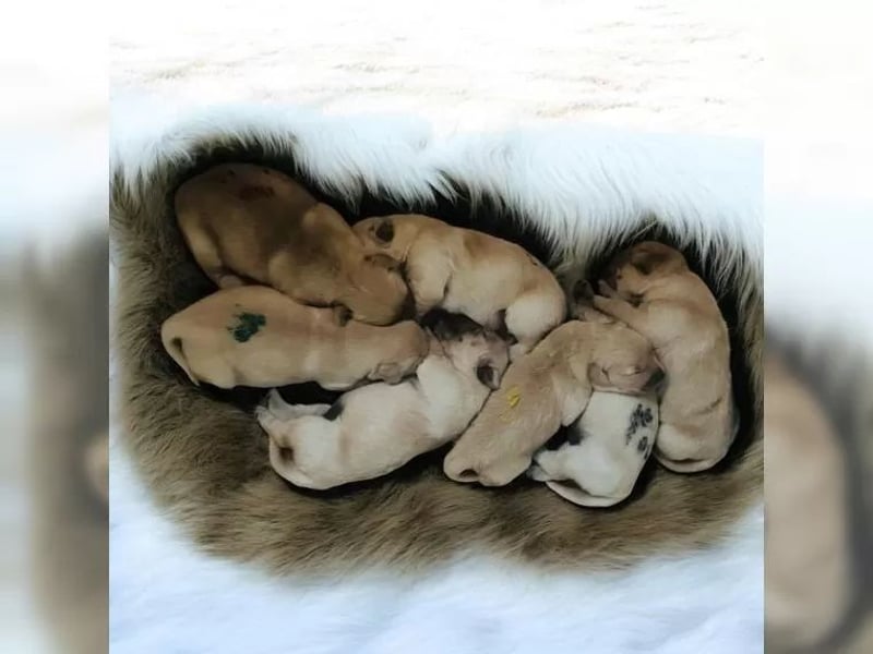 Liebenswerte Golden Retriever Hündin *Welpe* sucht noch eine liebevolle Familie
