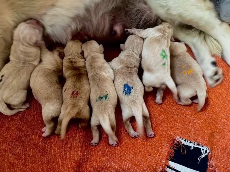Liebenswerte Golden Retriever Hündin *Welpe* sucht noch eine liebevolle Familie