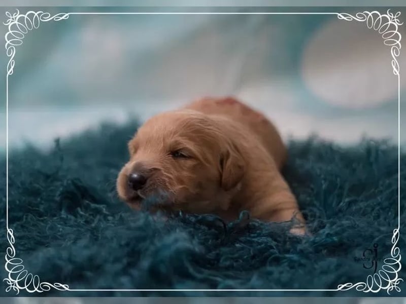 Reinrassige Golden Retriever Welpen Wir züchten mit viel Liebe und Leidenschaft.