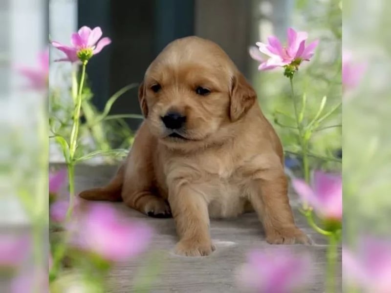 Liebenswerte Golden Retriever Hündin *Welpe* sucht noch eine liebevolle Familie
