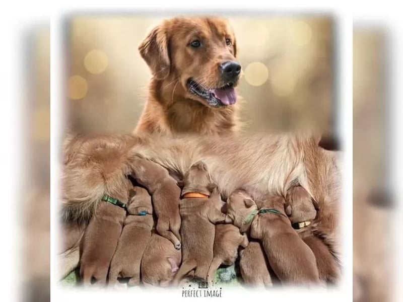 Reinrassige Golden Retriever Welpen Wir züchten mit viel Liebe und Leidenschaft.