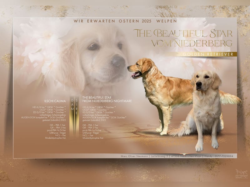 Liebenswerte Golden Retriever Hündin *Welpe* sucht noch eine liebevolle Familie