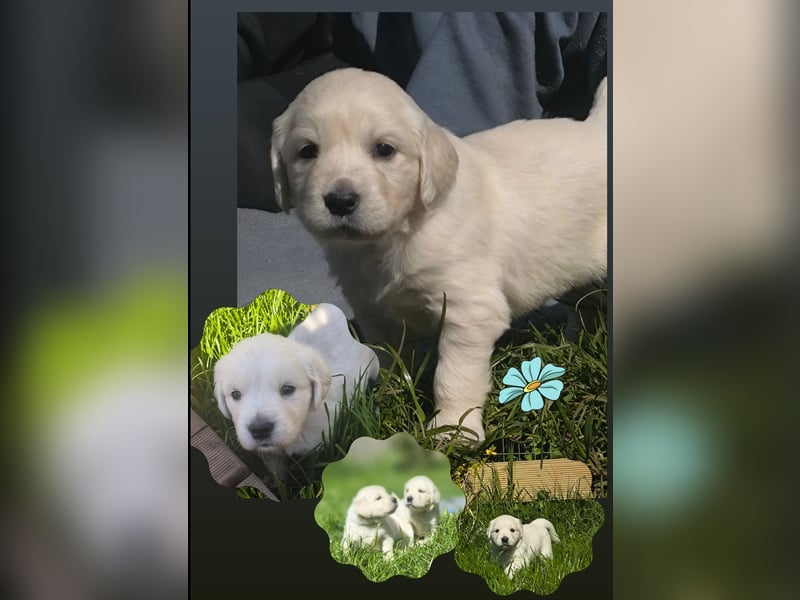 Traumhaft schöne Golden Retriever Welpen