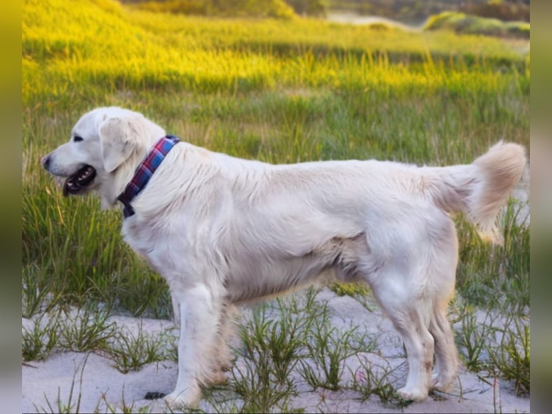 Traumhaft schöne Golden Retriever Welpen