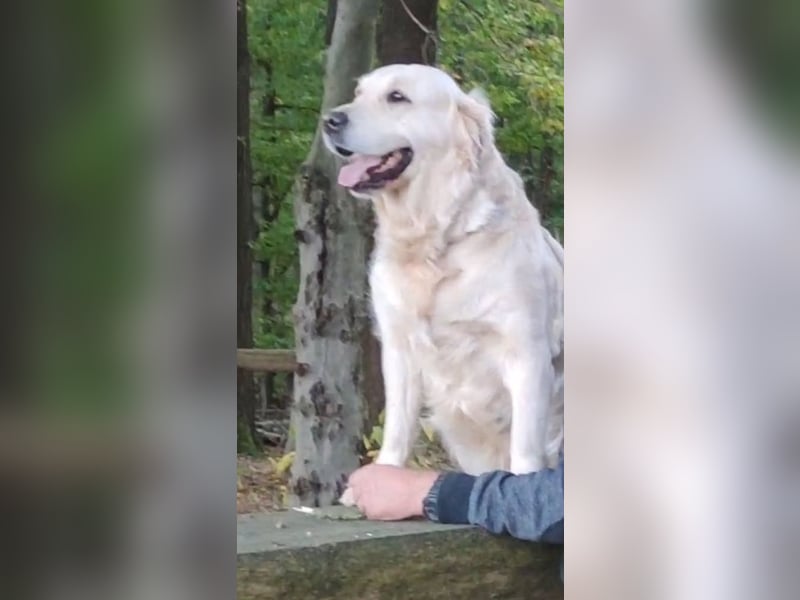 Traumhaft schöne Golden Retriever Welpen