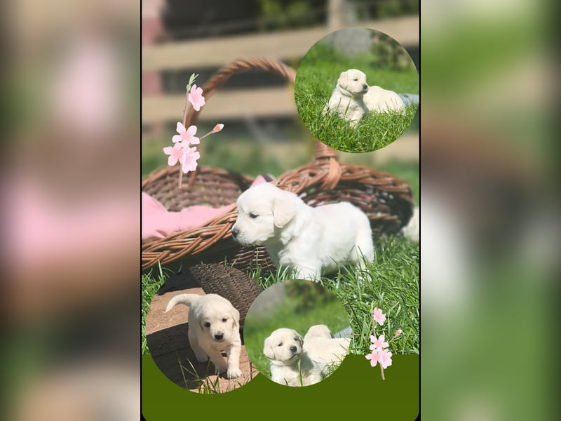 Traumhaft schöne Golden Retriever Welpen