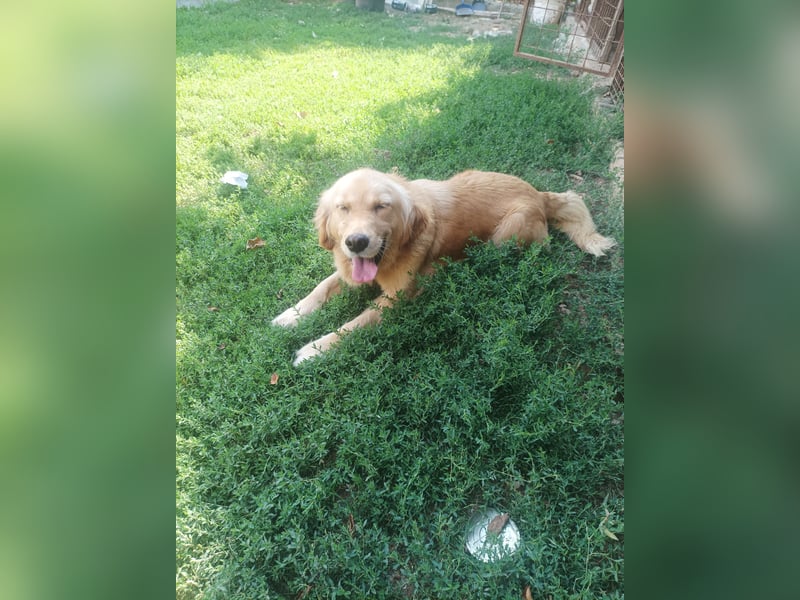 Golden retriever Weibchen
