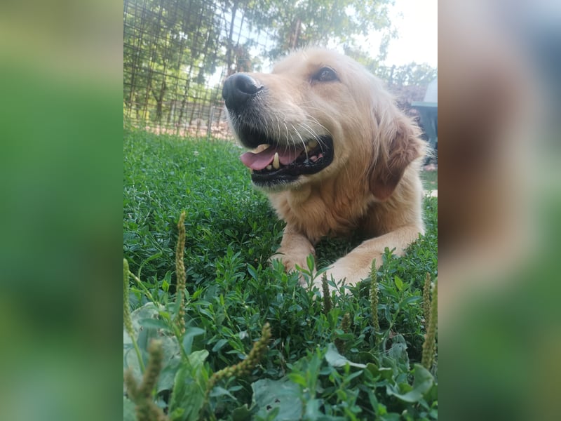 Golden retriever Weibchen