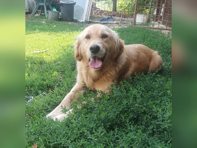 Golden retriever Weibchen