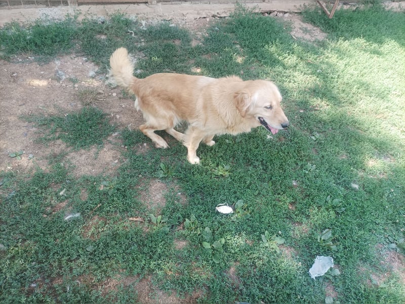 Golden retriever Weibchen