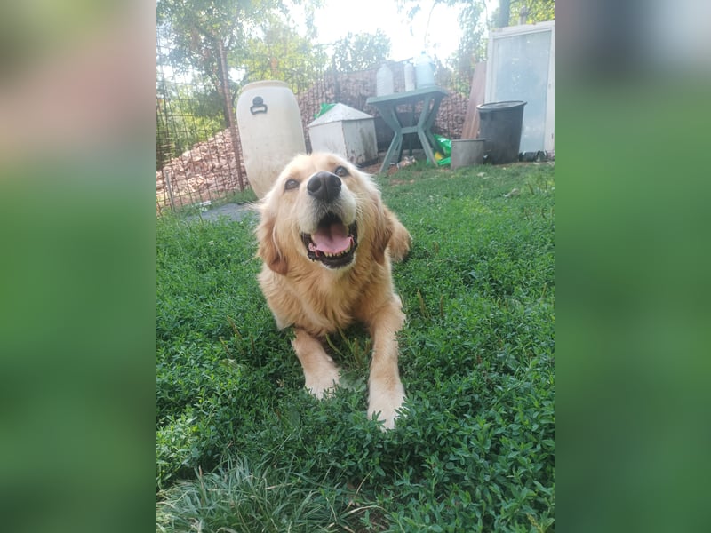 Golden retriever Weibchen