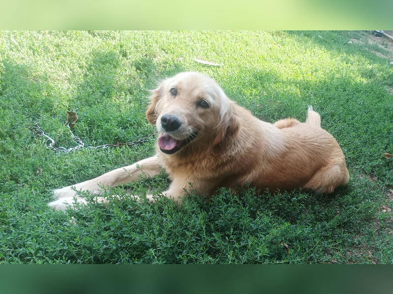 Golden retriever Weibchen