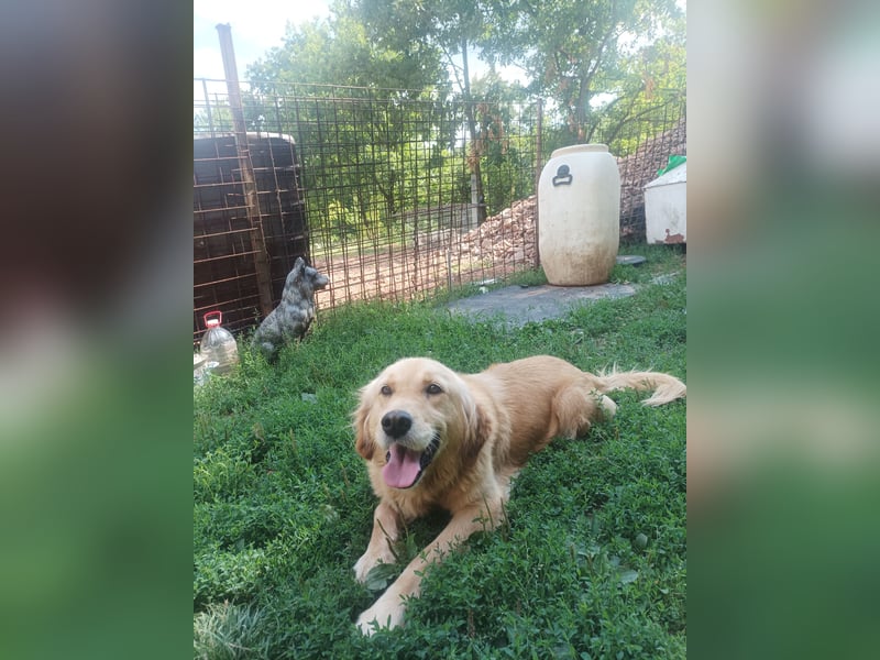 Golden retriever Weibchen