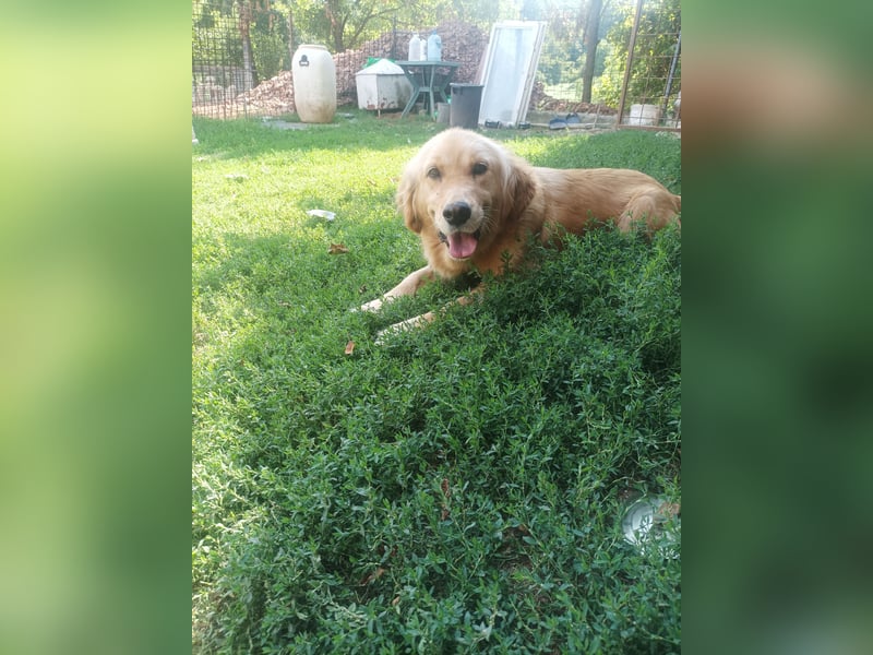 Golden retriever Weibchen