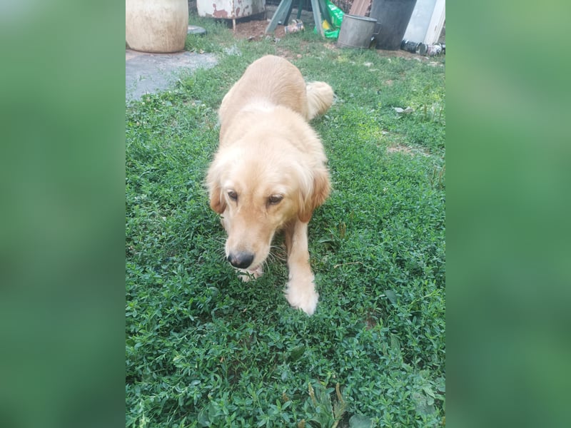 Golden retriever Weibchen