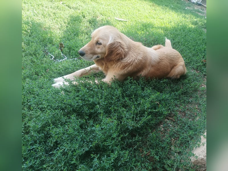 Golden retriever Weibchen