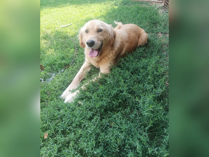 Golden retriever Weibchen