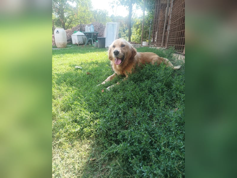 Golden retriever Weibchen