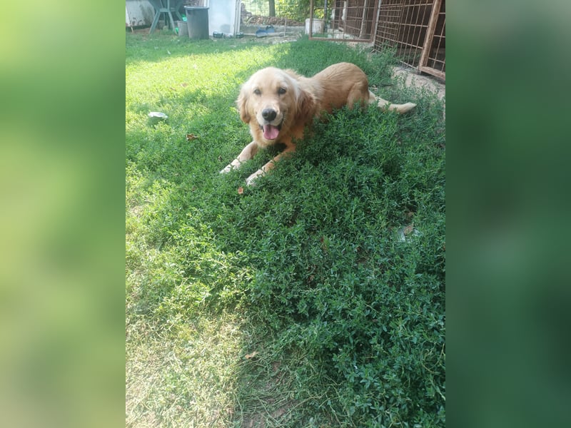 Golden retriever Weibchen