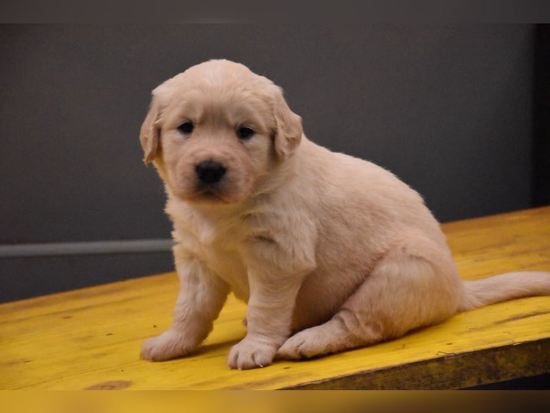 süße reinrassige Goldenretriever Welpen geboren