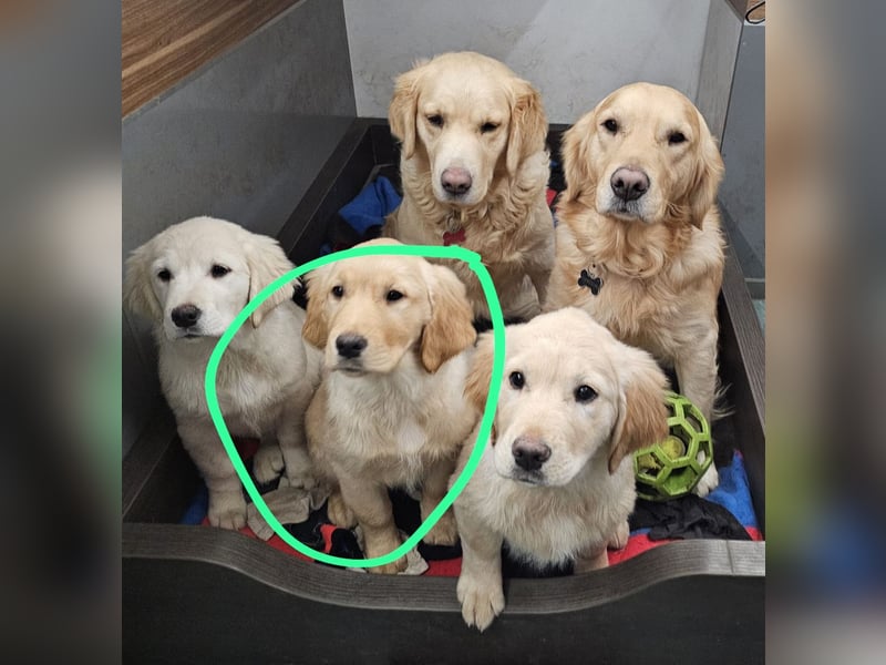 VERKAUFT - süßes reinrassiges Goldenretriever Mädchen sucht neue liebevolle Familie